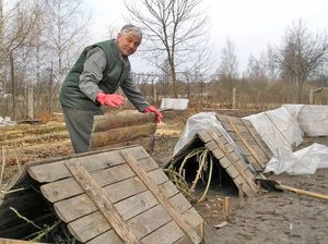 Особенности укрытия на зиму винограда