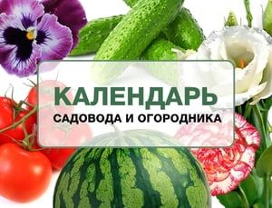 Лунный календарь садовода - что и когда сажать