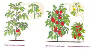 Схема пасынкования индетерминантных и детерминантных сортов томатов