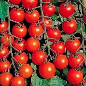 Томат Рио Фуего: характеристика и описание сорта с фото